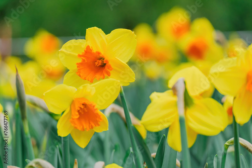 beautiful blossom flowers in the garden