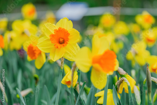 beautiful blossom flowers in the garden