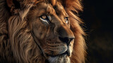 Closeup portrait of lion. Professional wildlife photography.