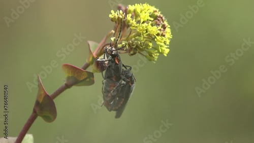 Insect beetle, Spanish fly, two Lytta vesicatoria sitting on yellow flower, reproduction macro view insect in wild photo