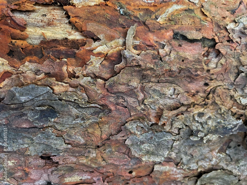 bark of a tree