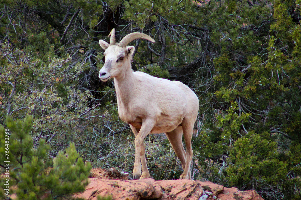 Zion National Park Bighorn Sheep Zion National Park Bighorn Sheep