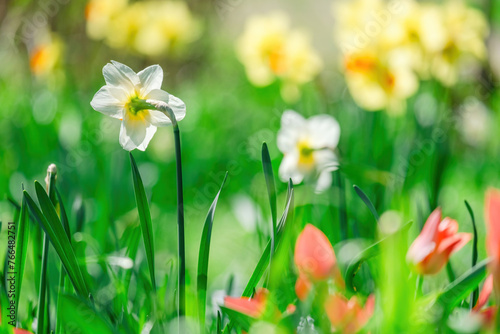 beautiful blossom flowers in the garden © Visualmedia