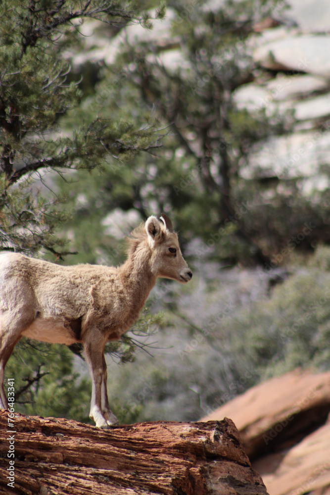 Zion National Park Bighorn Sheep Zion National Park Bighorn Sheep