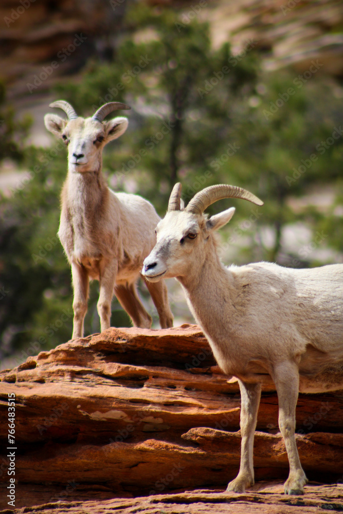 Zion National Park Bighorn Sheep