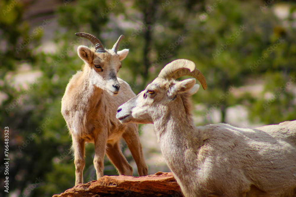 Zion National Park Bighorn Sheep