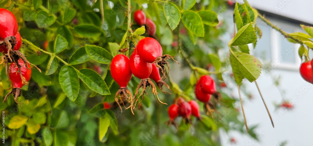 Briar Rose Rosehip in the garden. Rosa canina