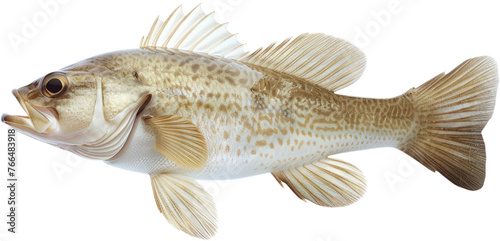 Cod fish isolated, cut out transparent