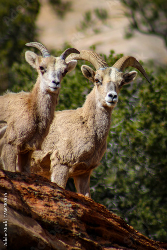 Zion National Park Bighorn Sheep