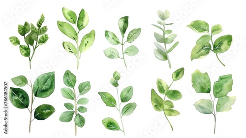 Fresh green leaves on a clean white backdrop. Perfect for nature-themed designs
