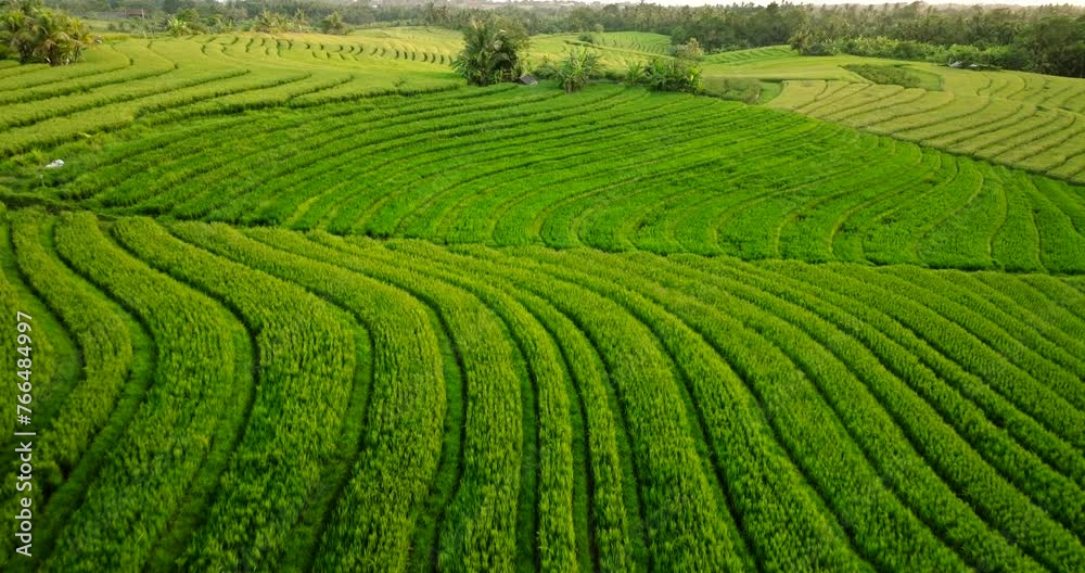 Rice Terrace in Bali, Indonesia. Top view Rice Terrace in Bali, Indonesia. Top view
