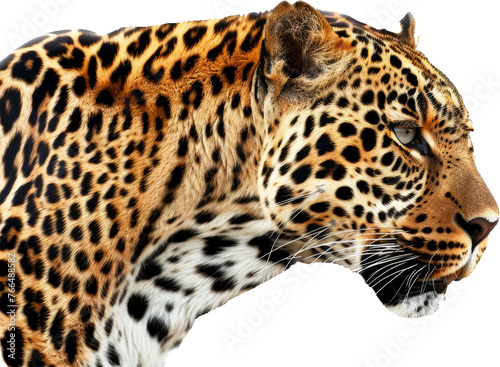 Intense gaze of a leopard in profile, cut out transparent © Andrii