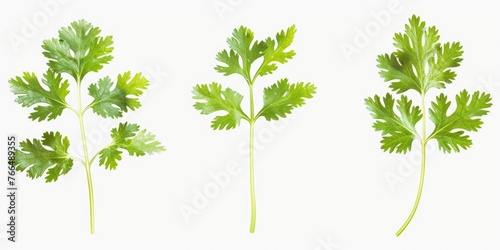 Fresh green leaves on a clean white background. Perfect for nature or eco-friendly concepts