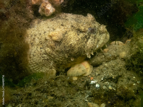 Oyster Toadfish