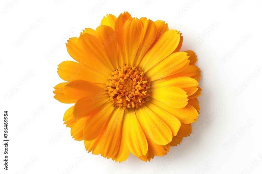 Bright yellow flower on a clean white background. Perfect for botanical or nature themes Bright yellow flower on a clean white background. Perfect for botanical or nature themes