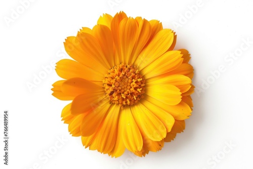 Bright yellow flower on a clean white background. Perfect for botanical or nature themes