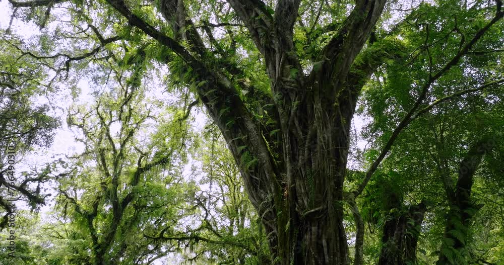 Lush green jungle with abundant trees, plants, and groundcover Lush green jungle with abundant trees, plants, and groundcover