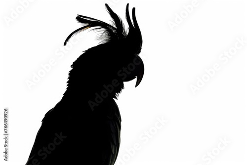 A bird silhouette with a unique feather on its head. Suitable for nature and wildlife themes