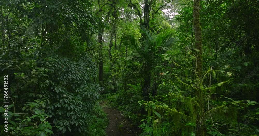 Lush green jungle with abundant trees, plants, and groundcover Lush green jungle with abundant trees, plants, and groundcover