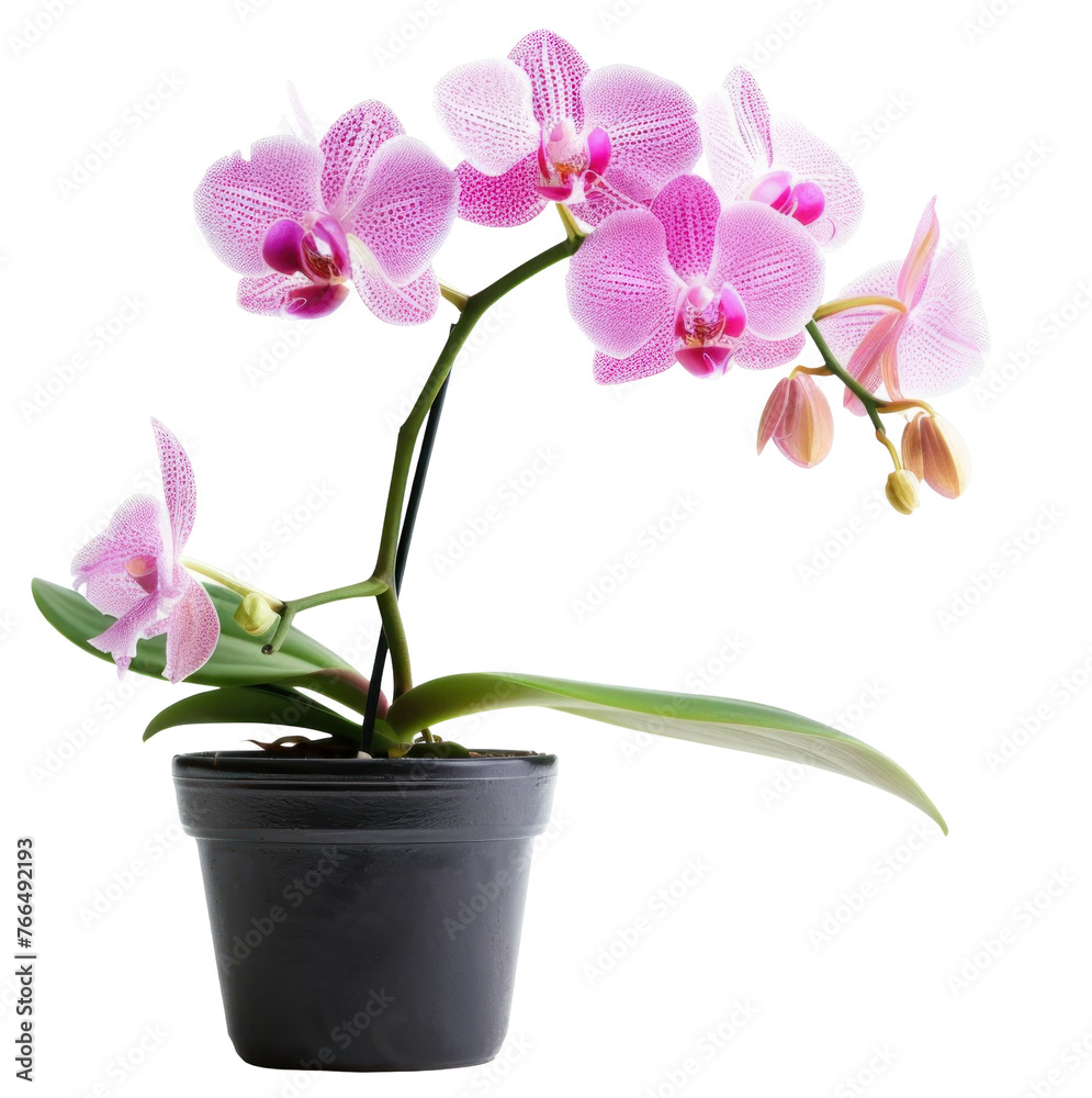A single pink and white orchid is in a black pot,isolated on white background or transparent background. png cut out or die-cut