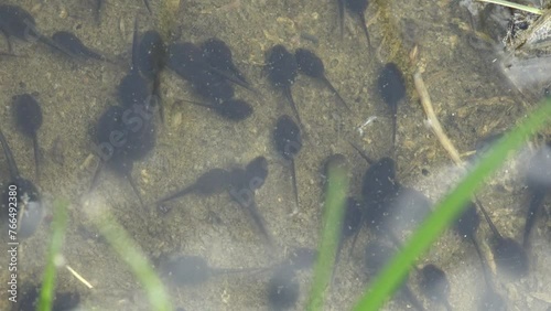 Tadpole, pollywog is larval stage in life cycle of an amphibian, frog. Tadpoles move chaotically underwater in forest swamp. Macro underwater wildlife