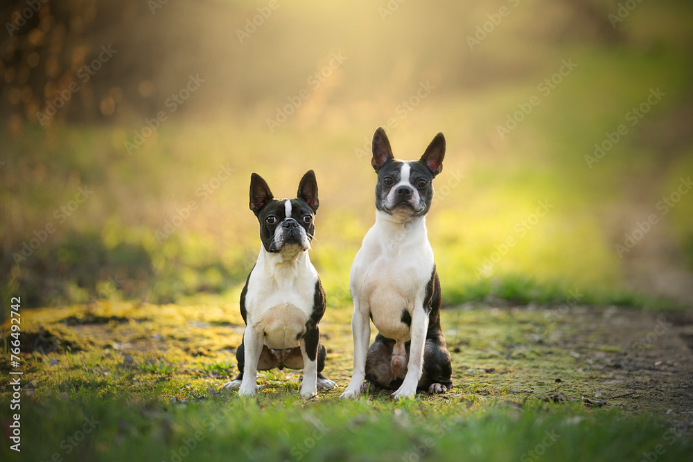 two cute Boston terriers dog breed portrait - obrazy, fototapety, plakaty 