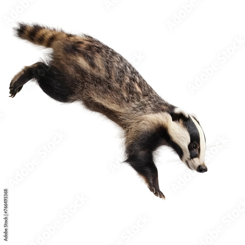 A badger is running, dynamic pose, isolated on white or transparent background, png clipart, design element.