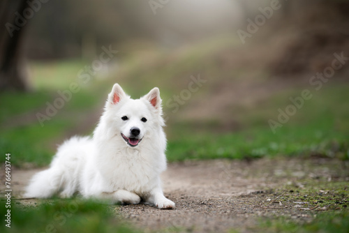 Schilderij op canvas white German spitz big size portrait