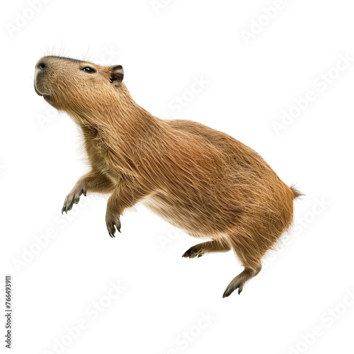 A brown capybara is leaping, dynamic pose, isolated on white or transparent background, png clipart, design element.