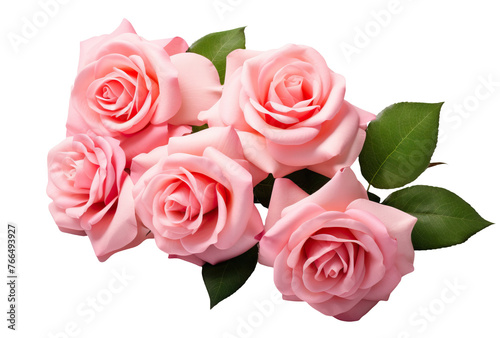 Five beautiful pink roses in full bloom, with soft petals and green leaves, cut out © Yeti Studio