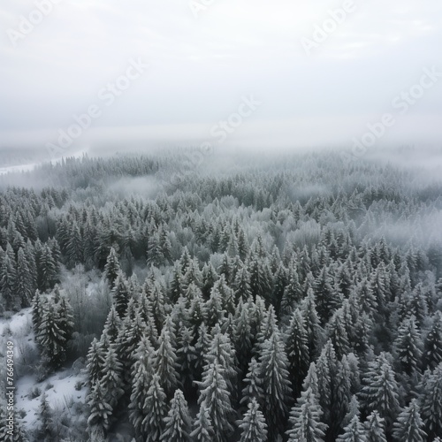 A winter forest from above