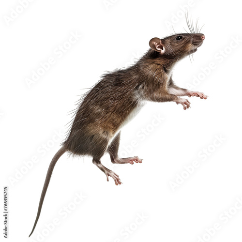 Cute wild rat, dynamic pose, isolated on white or transparent background, png clipart, design element.