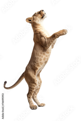 Lioness standing on back legs isolated on white or transparent background, png clipart, design element. Easy to place on any other background.