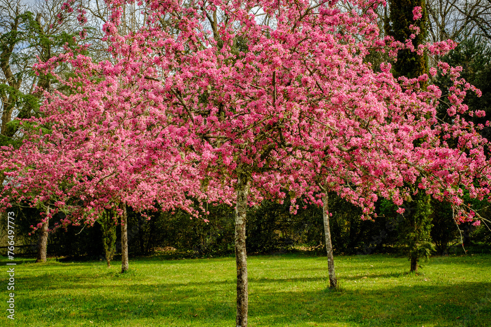 Pink cherry blossom trees in full bloom in a park in the Dordogne region of France Pink cherry blossom trees in full bloom in a park in the Dordogne region of France