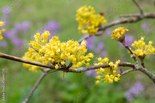 山茱萸（サンシュユ）