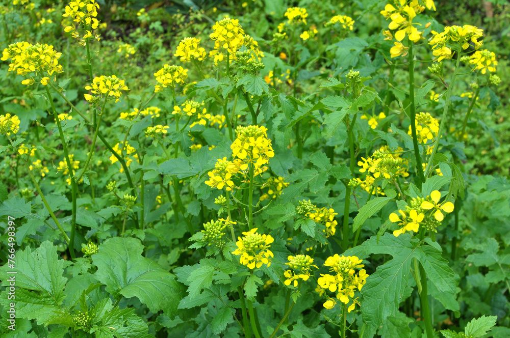 Fototapeta premium Mustard (Sinapis) grows in a farm field