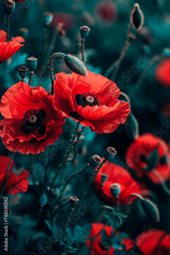 Unique texture of blooming scarlet poppies