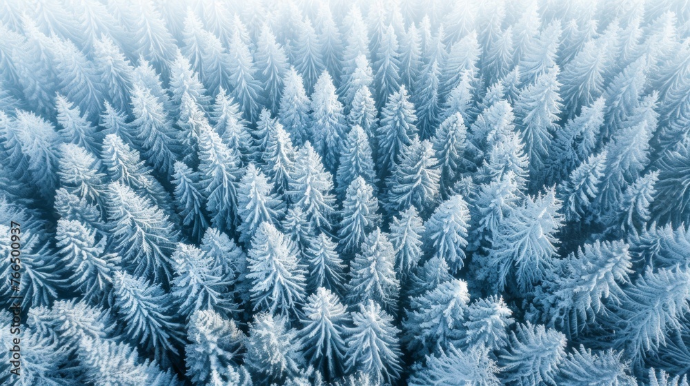 An aerial panorama of a snow-covered forest