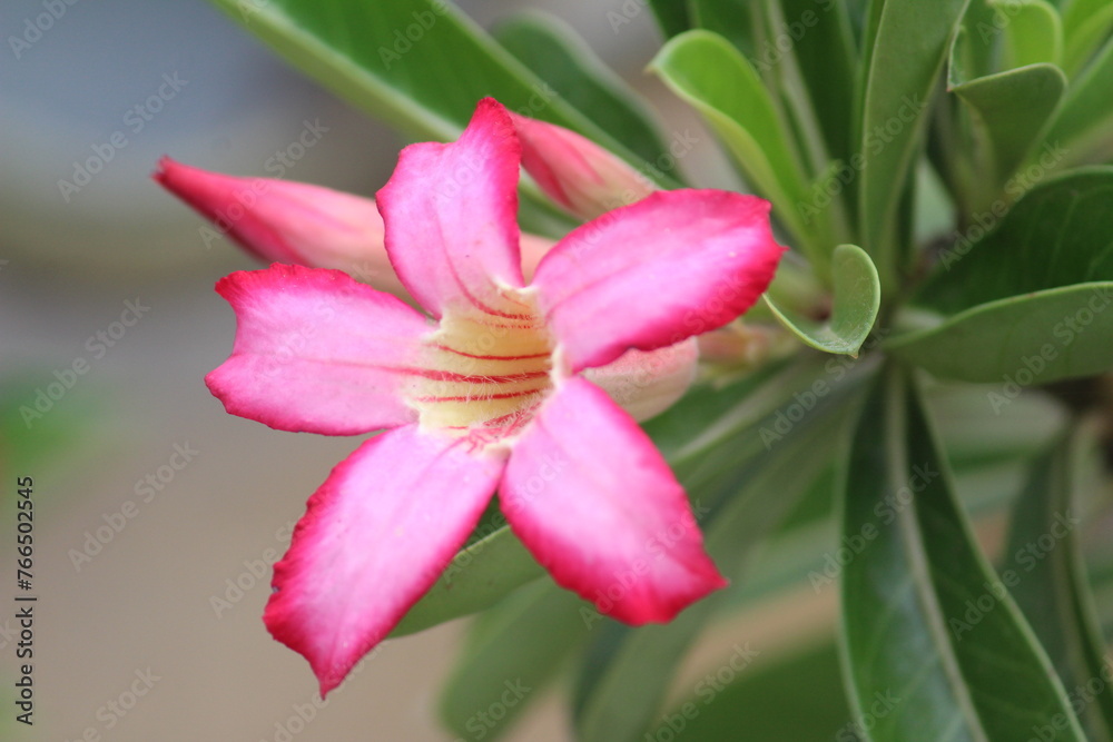 close up of pink flower close up of pink flower