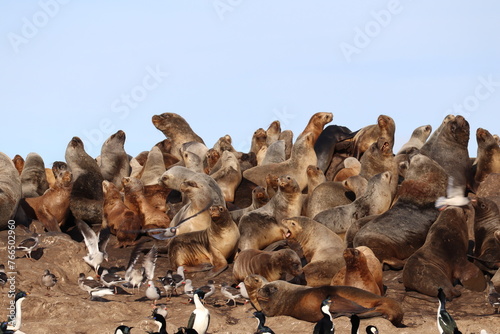 Colony of south american sea lions (Otaria flavescens) on an island in Beagle Channel.  photo