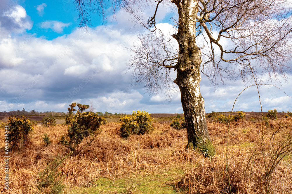 Silver birch tree in the New Forest, Hampshire, United Kingdom Silver birch tree in the New Forest, Hampshire, United Kingdom