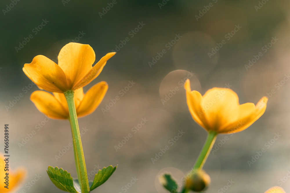 Fototapeta premium flower garden