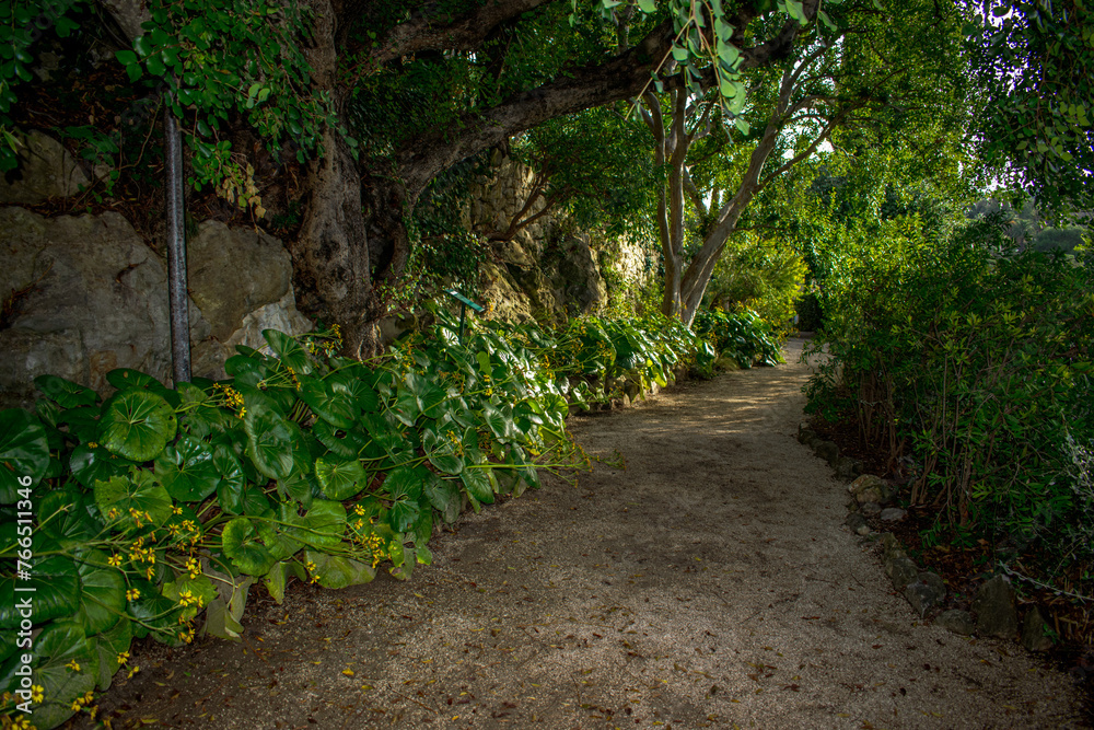 path in the forest, tree, wild, green path in the forest, tree, wild, green