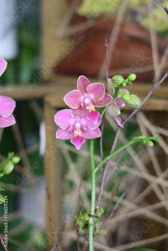 pink orchid in garden