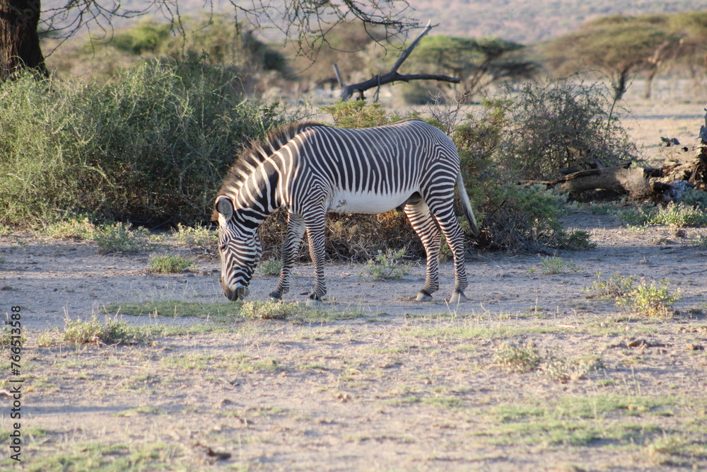 Fototapeta premium Cebra de Gravy en la sabana africana.