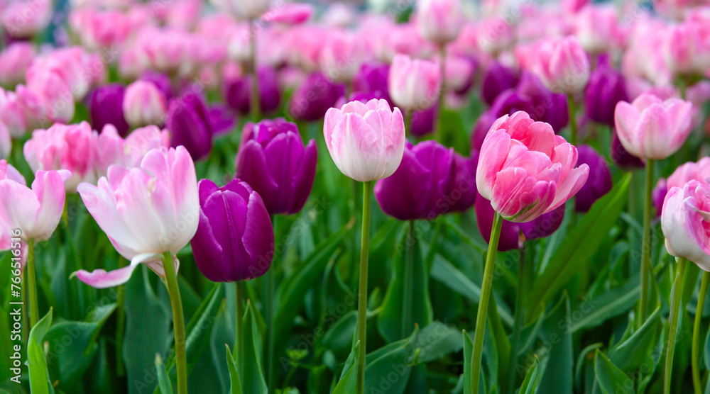 field of pink and purple tulips in full bloom, under a clear blue sky