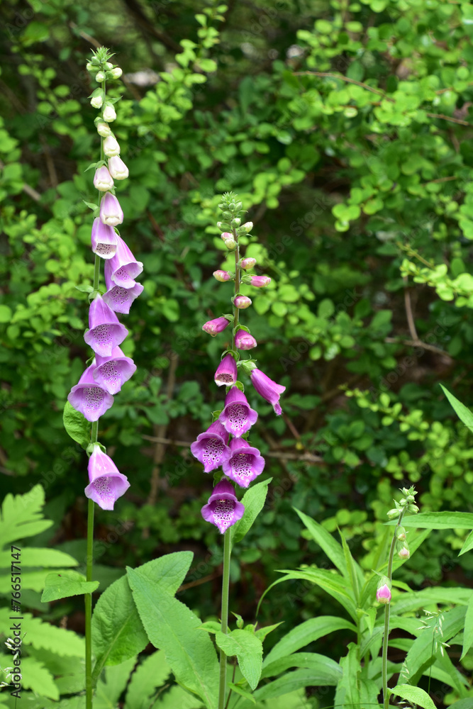 Pink and Purple Digitalis Flowers Blooming