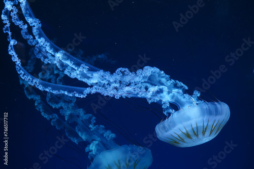 Group of Jellifish South american sea nettle, Chrysaora plocamia swimming in dark water of aquarium tank with blue neon light. Aquatic organism, animal, undersea life, biodiversity photo