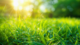 Close up portrait of grass field on summer with beautiful rays of sunshine, 