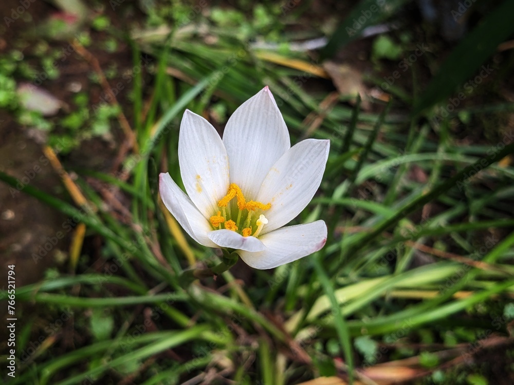 White crocus in cool city park White crocus in cool city park